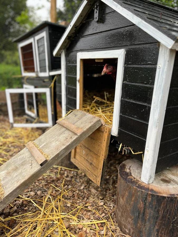 Fen Meadows Glamping - Luxury Cabins And Bell Tents Cambridge  Eksteriør bilde